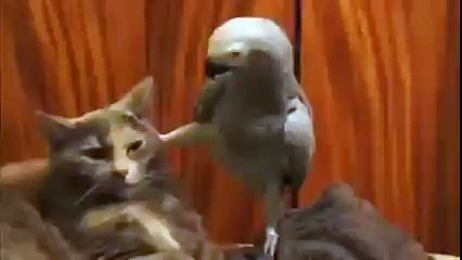 Попугай допрашивает кота