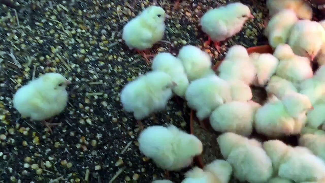 Chicks And Phone Charm