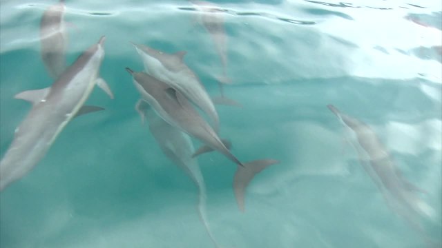 Paul Gauguin Cruises: Luxurious Small-Ship Voyages