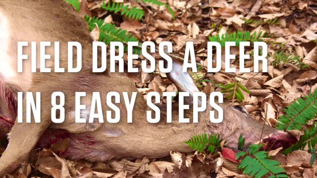 Field Dress a Deer in 8 Easy Steps