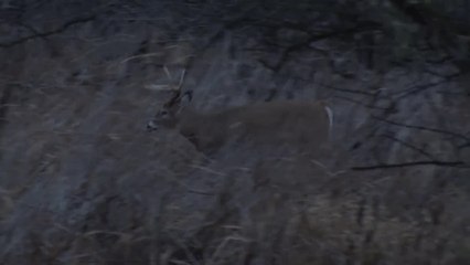 Great Plains Rut Report Update