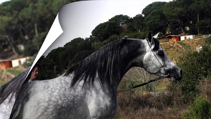 Badi LS - Lys d'Or Arabians