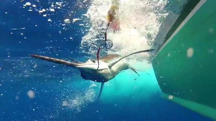 Bermuda Big Game Classic 2014