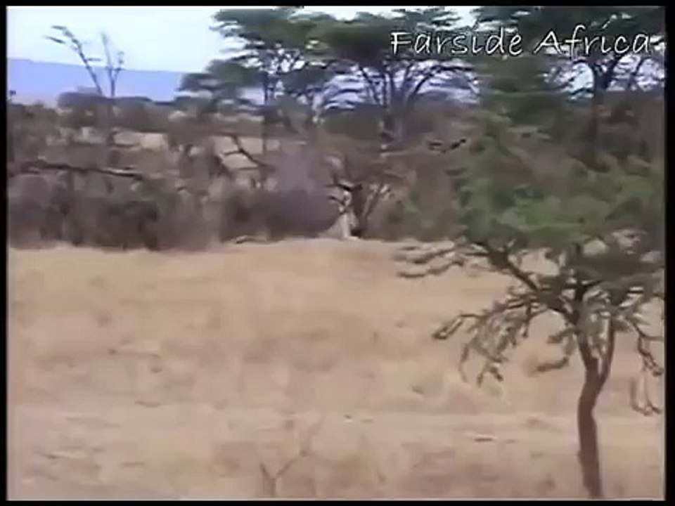 長頸鹿殺死獅子一位母親長頸鹿的報復驚人的攻擊
