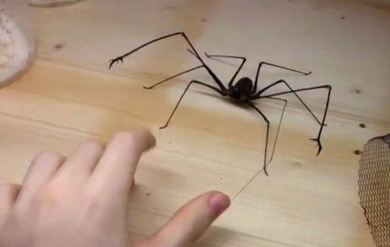 Horrifying Whip Spider Attacking Guys Hand