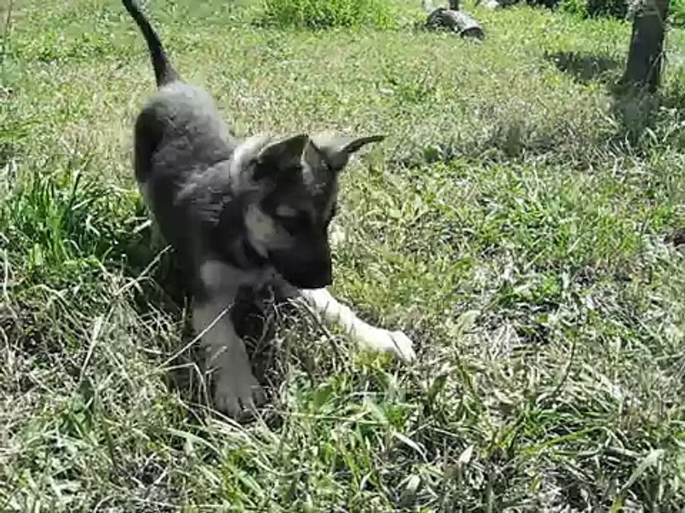 Овчарка Батяша 3 месяца