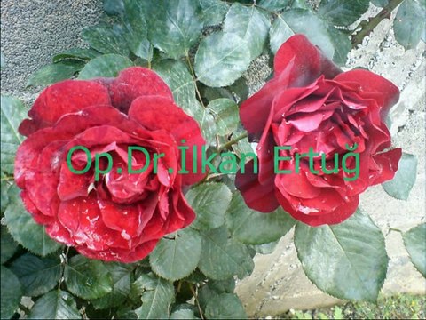 Behiye Aksoy-Her Gece Yollarda Gözledim Seni