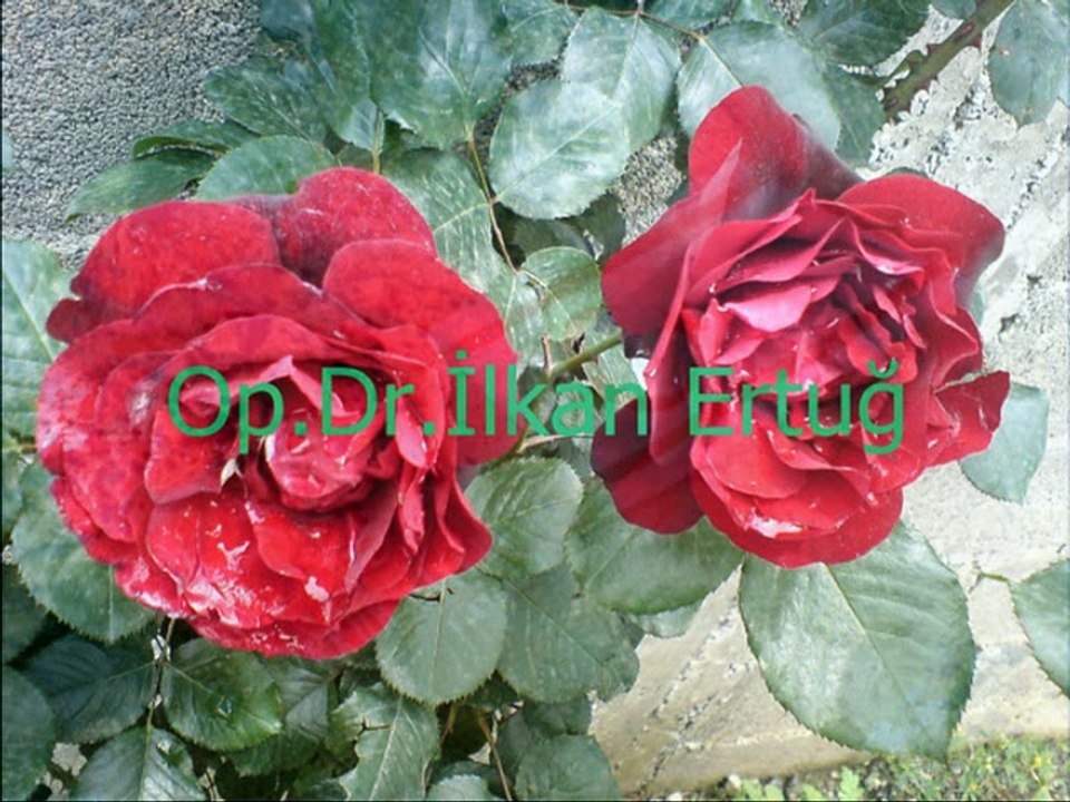 Behiye Aksoy-Her Gece Yollarda Gözledim Seni