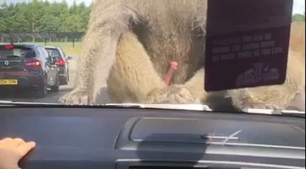 Girl gets scarred for life... just wait for it