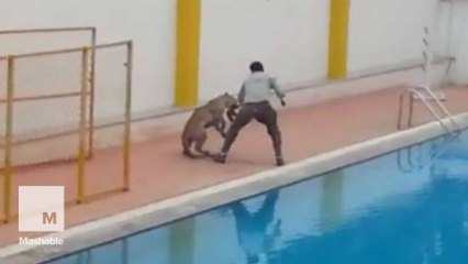 Leopard attack leaves 6 injured at Bengaluru school