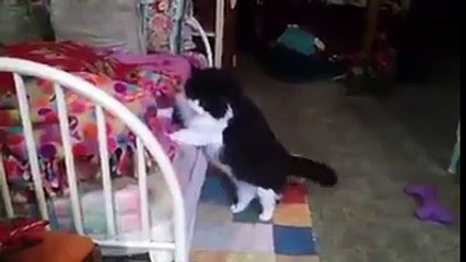 Kediler ve Köpekler 1