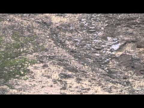 Outdoor Quest TV - Namibia Springbok and Gemsbok