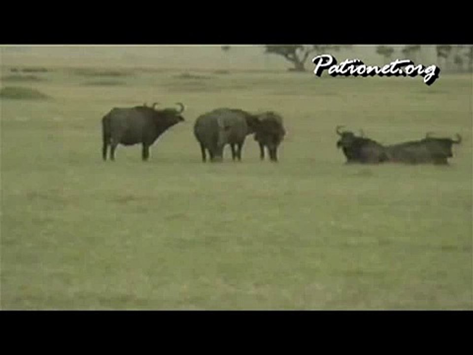 ライオンの狩り　＃２　オスライオン　lion hunting #2  lion vs buffalo