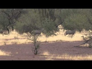 Hunting Illustrated - Old Mexico Mule Deer Adventure with Courtney