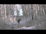 Hunting Illustrated - Giant Whitetails with Bean and Courtney