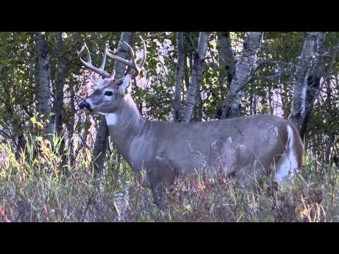 The Bone Yard - Red Plates