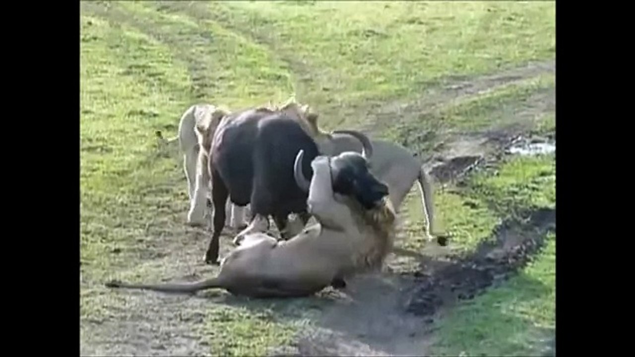 Male Lions Hunt and Make a Kill