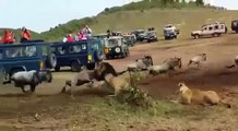 RARE FOOTAGE- Male Lion Slays Wildebeest