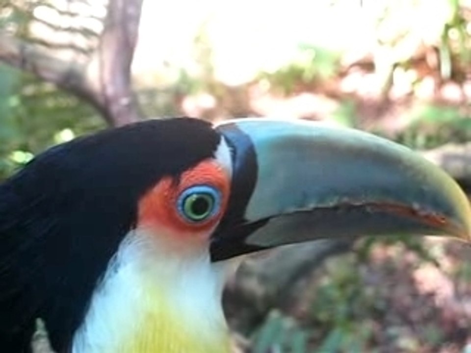 Toucan_iguacu_2
