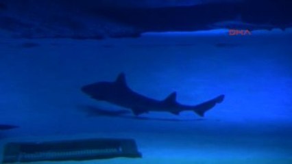Antalya Akvaryumda Köpek Balığı Beslenme Saati