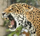 Top Ten BIGGEST Cats, big cats, wild cats, large cat breeds, largest cat, Siberian Tiger, Lion, Snow Leopard, Cheetah, Clouded leopard, Cougar, Jaguar, Caracal, Eurasian Lynx