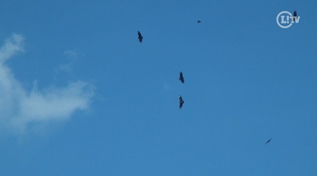 Deu azar? CT do Corinthians é rodeado por urubus e Guilherme tem desempenho ruim nas cobranças de falta