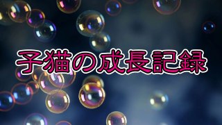 【第20話】子猫の離乳食。粘った結果・・・（面白い＆可愛い子猫）