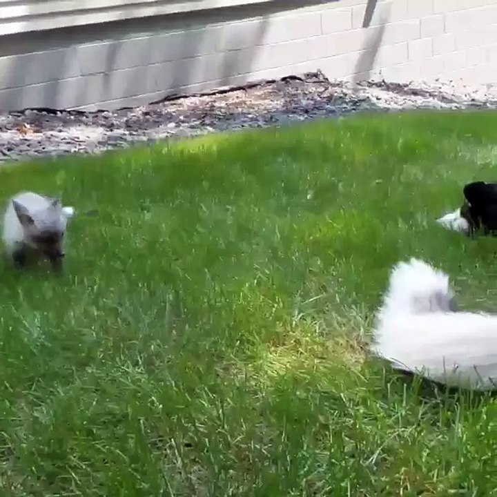 A fox puppy playing with a Husky...