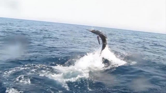 Marlin University Costa Rica - Check Out The Action!