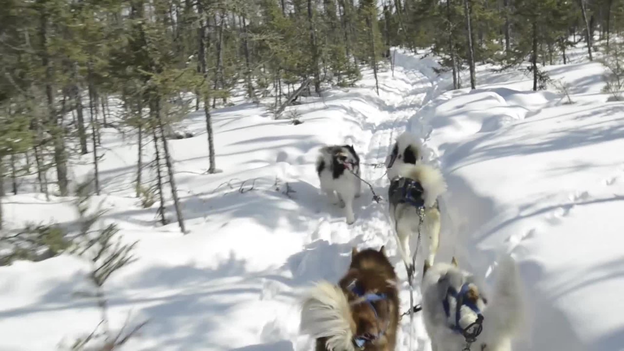 Dog Sledding Video