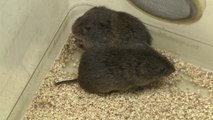 Prairie Voles Console Each Other