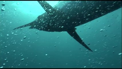 Marlin University 2016