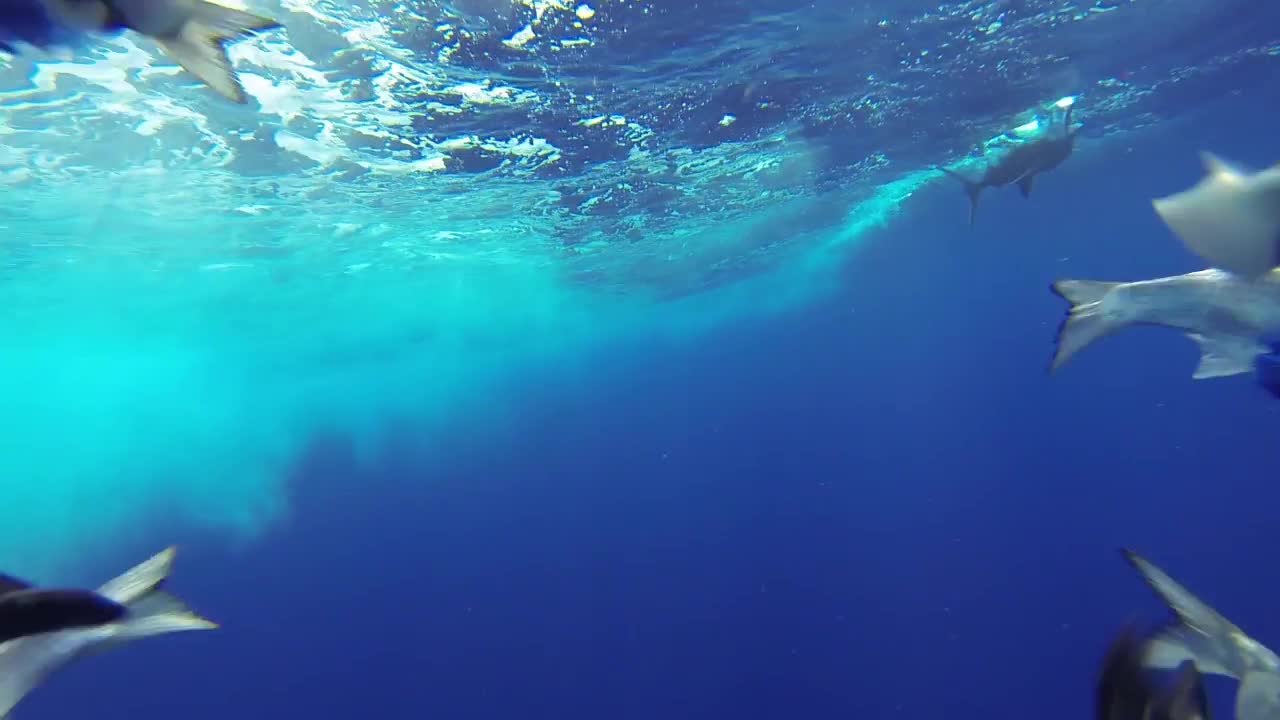 Dredge Fishing Cam of Blue Marlin Fishing