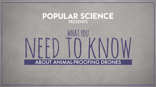 What You Need To Know About Drones Versus Animals