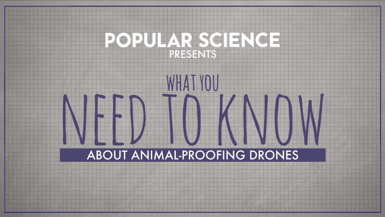 What You Need To Know About Drones Versus Animals