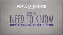 What You Need To Know About Drones Versus Animals