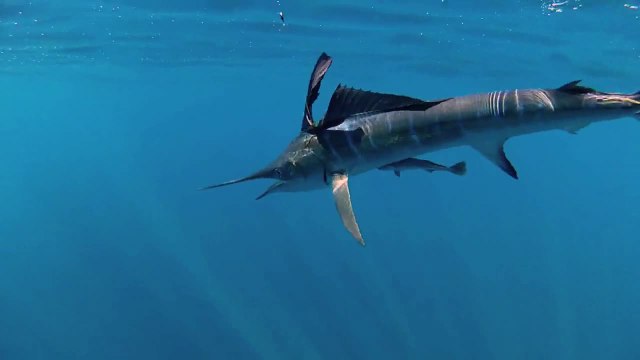 San Jose Del Cabo, Baja, Mexico - Anglers Digest - 2013, Episode 6