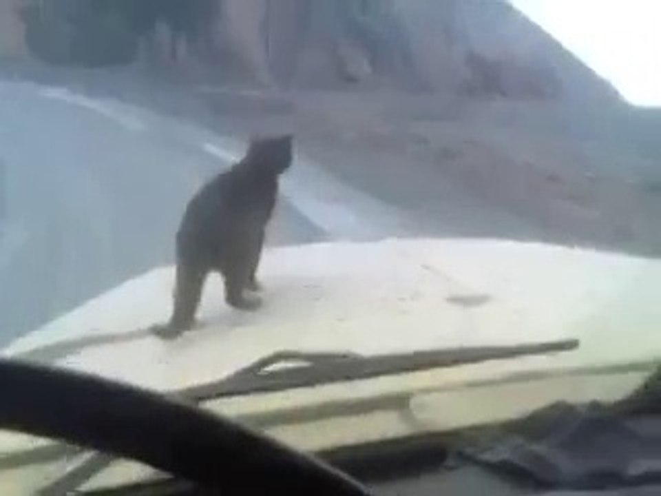 суровый челябинский Котэ