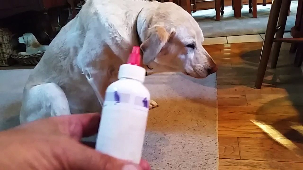 Regardez ce chien qui ne veut pas prendre son médicament ! Extra