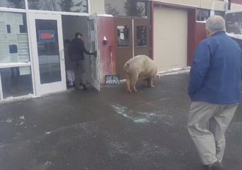 Pig Mingles With New Hampshire Primary Voters
