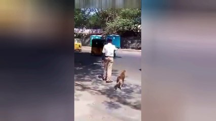 Полицейский помогает собаке-пешеходу.