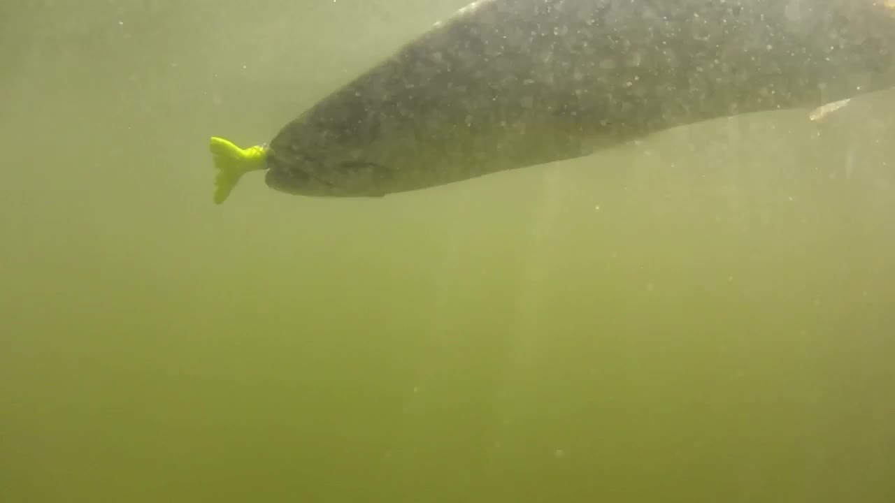 Trout on Plastics