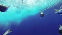 Underwater GoPro Footage of Blue Marlin at Dredge