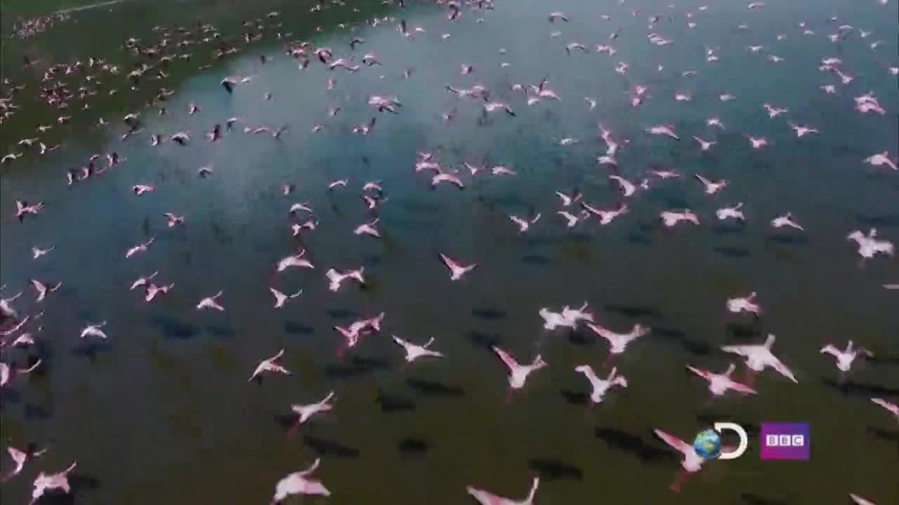 Winged Planet Trailer