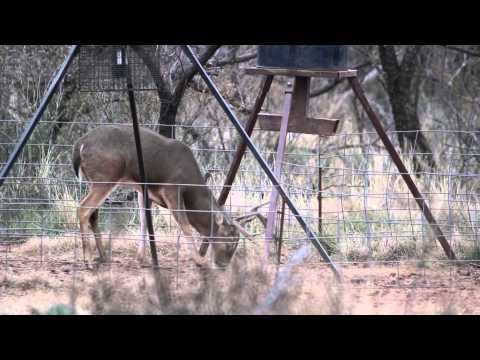 Where in the World is Colorado Buck - Whitetails at Rocky Top Outfitters in Texas