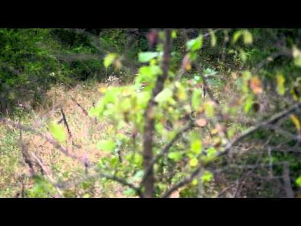 The Search - Kick Off