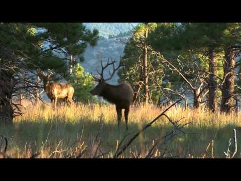 Primos The Truth About Hunting - Brad Farris Favourite Hunts