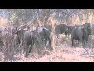 Hunting Illustrated - Tanzania Leopard