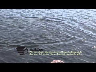 Maximum Limit Fishing - Namushka Pike