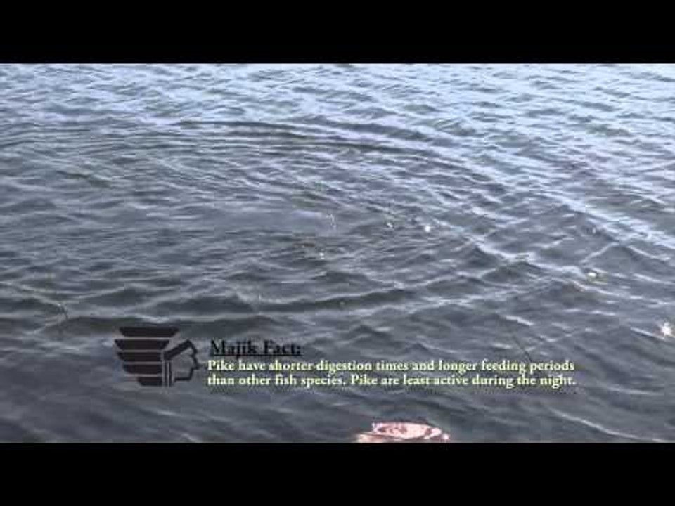 Maximum Limit Fishing - Namushka Pike